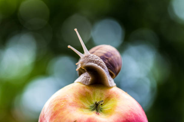istock Adventurous snail hitching a ride on an apple 1012990644