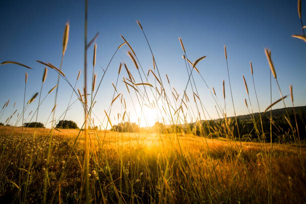 istock beauty in nature 1012993442