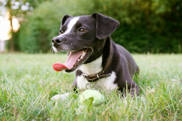 Cute dog lying in the grass, releasing warmth through fast breathing with tongue out of the mouth and belly on the cooler ground after playing in the park with her precioussss ball