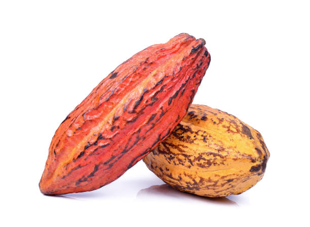 istock Fresh cacao pods isolated on a white background 1012999700