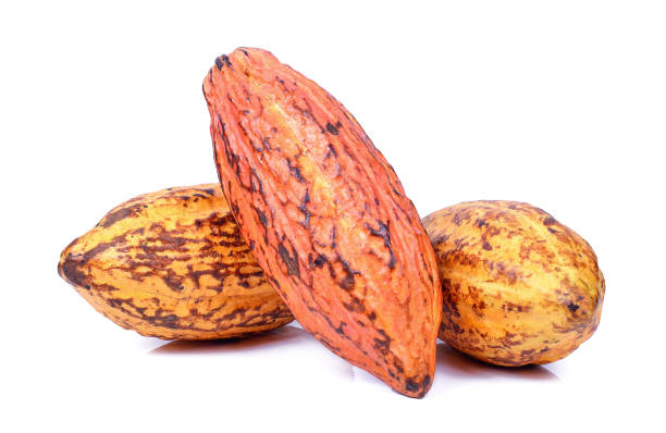 istock Fresh cacao pods isolated on a white background 1013001758
