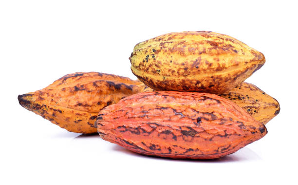 istock Fresh cacao pods isolated on a white background 1013001986