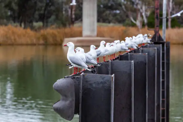 Many seagulls in a row perching on metal poles on Murray River