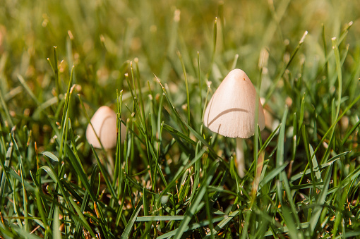 Infundibulicybe geotropa or trooping funnel mushrooms surrounded by psathyrellaceae mushrooms on a green grass.