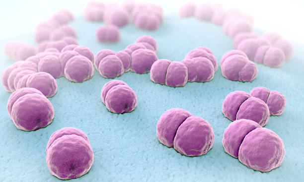 3d illustration of hundreds of meningitis pathogens called menigococcus stock photo