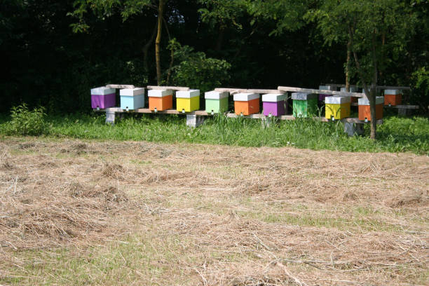 istock Bee hives in countryside 1013004884