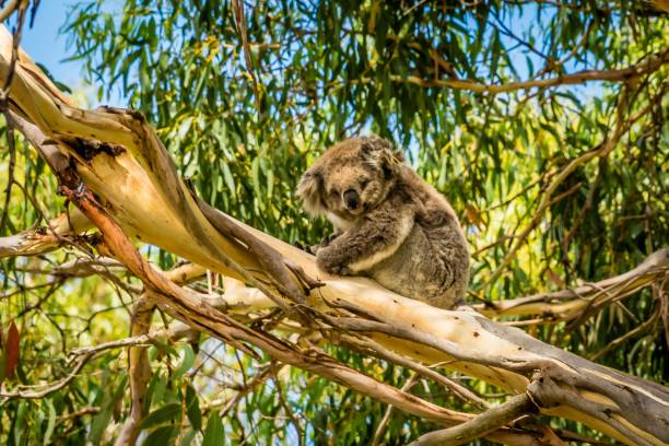 istock Koala resting in a tree in Victoria, Australia 1013010410