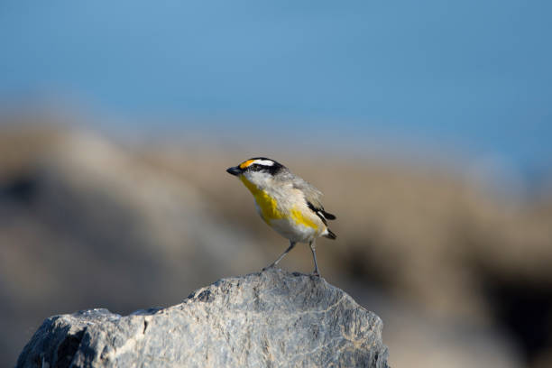 pardalotus striatus - straited foto e immagini stock