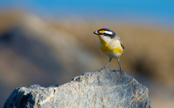 pardalotus striatus - straited foto e immagini stock