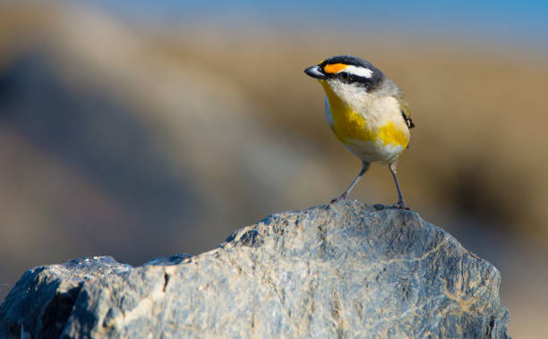 pardalotus striatus - straited foto e immagini stock