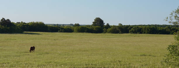 istock red horse pasturing on meadow. 1013025468