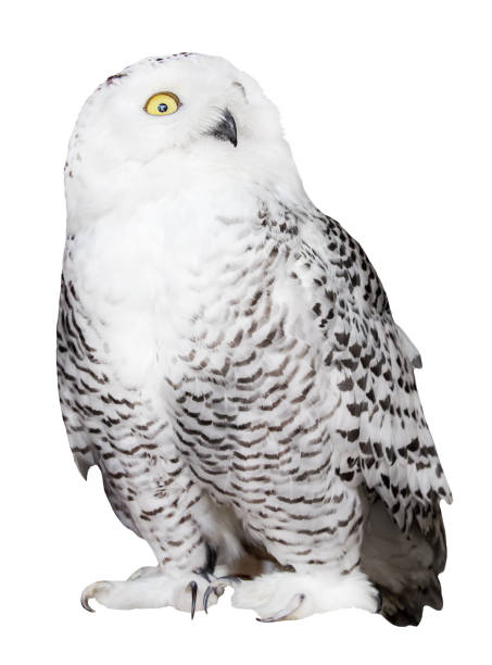 istock isolated white polar owl 1013026174