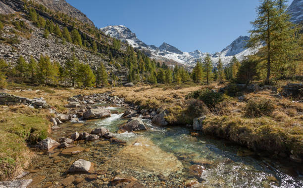 istock yellow larches at fall over a mountain scenery 1013026716