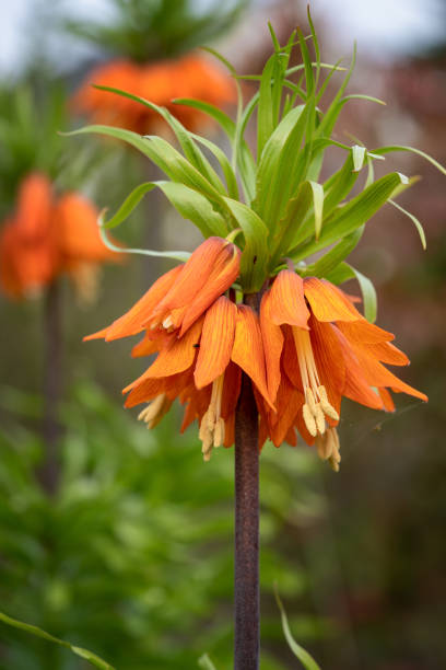 istock Crown imperial, Fritillaria imperialis 1013029526