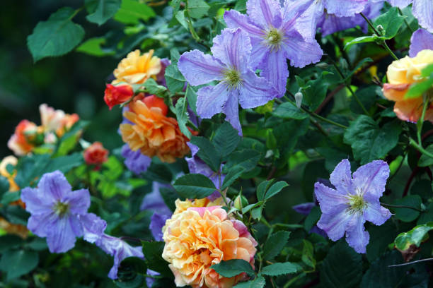 Climbing roses and clematis