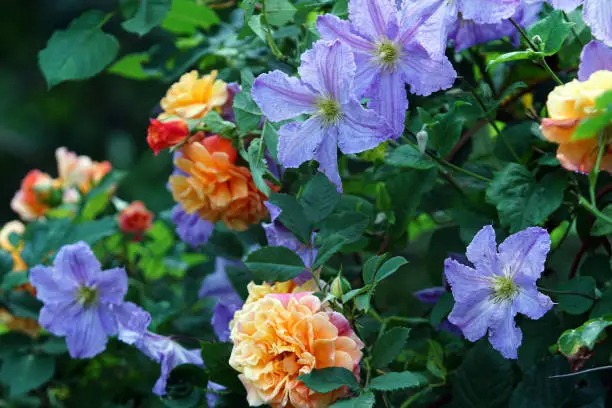 Climbing roses and clematis, Germany, Eifel.
Please see more similar rose and clematis pictures of my portfolio. Thank you!