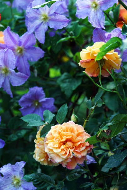 istock Climbing roses and clematis 1013029588