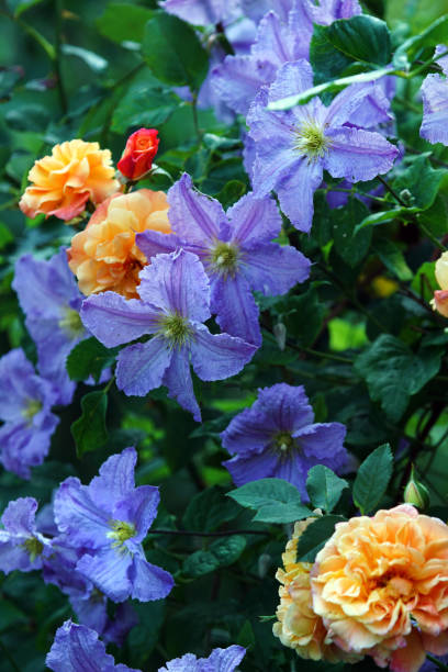 istock Climbing roses and clematis 1013029590