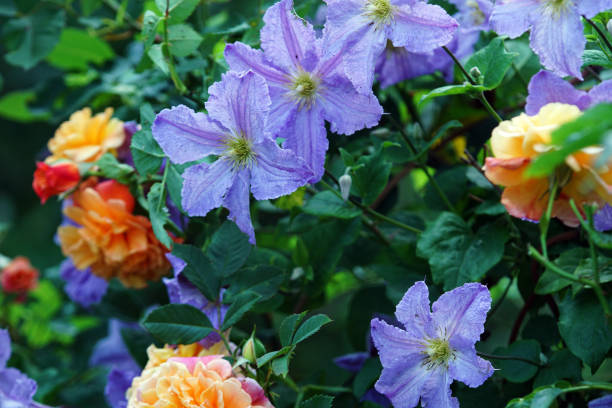 istock Climbing roses and clematis 1013029594