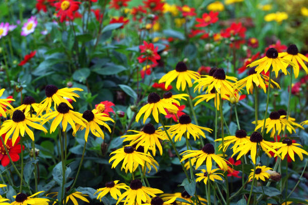 istock Echinacea, dahlias and mini dahlias 1013029612