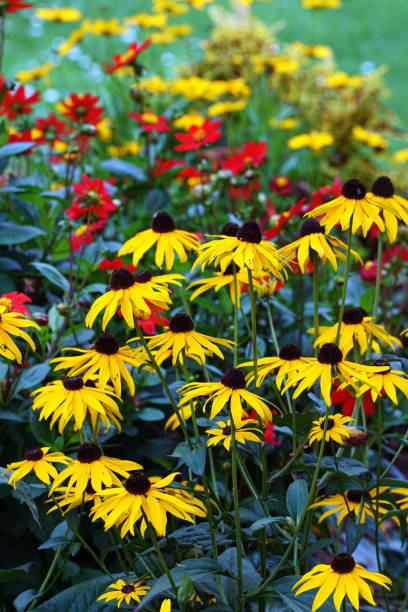 istock Echinacea, dahlias and mini dahlias 1013029626