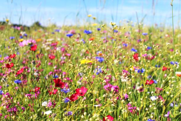 nahaufnahme: blumenwiese im sommer, allgäu, bayern - cosmos flower daisy flower field stock-fotos und bilder