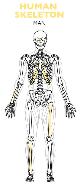illustrations, cliparts, dessins animés et icônes de squelette humain, le squelette humain est le cadre interne du corps, anatomie de l’homme - human bone the human body healthcare and medicine human skeleton