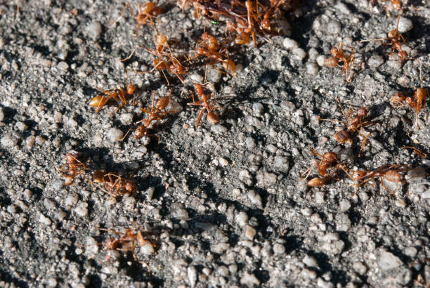 istock The work of the ant is teamwork. Red ants at work. 1013044406