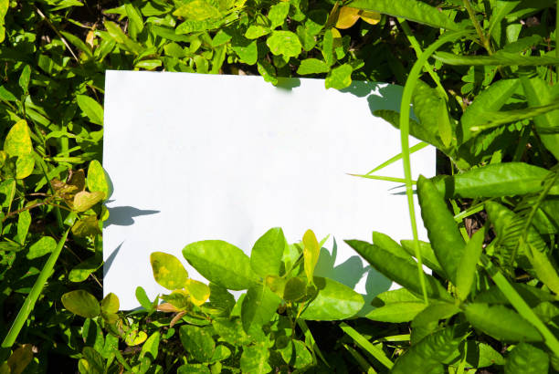 istock close up Green leaf patten for background. Fresh  green  leaves. 1013047318