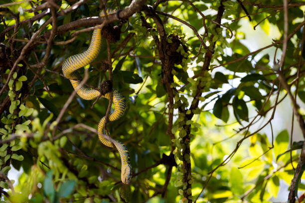 istock Snake temple Penang island Malaysia 1013047484