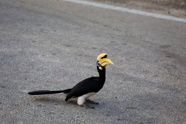 istock Hornbill feeding on Pangkor island 1013050108