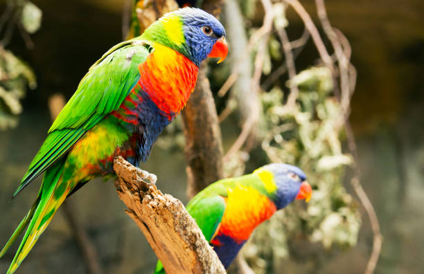 istock The parrot sits on a branch. 1013056100