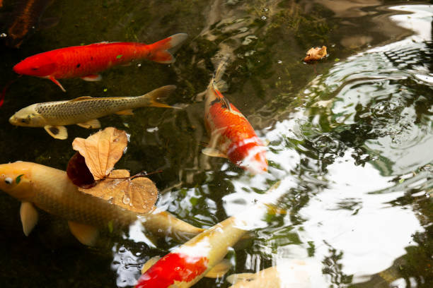 istock colorful Japanese carp in the pond. 1013056228