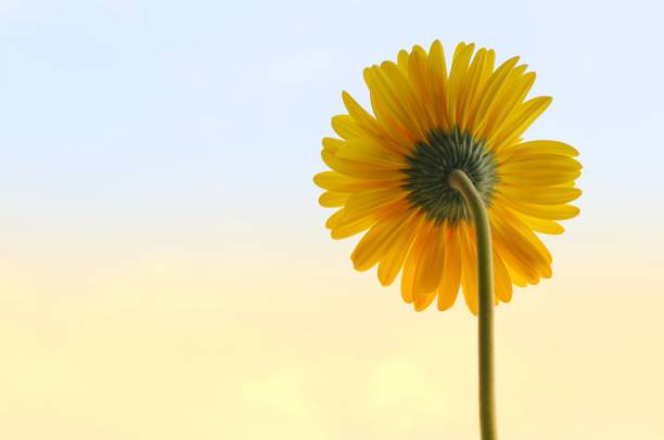 istock A back side of single yellow Gerbera Daisy flower. 1013058340