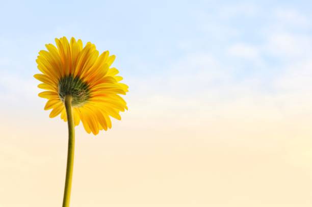 istock A back side of single yellow Gerbera Daisy flower. 1013058342