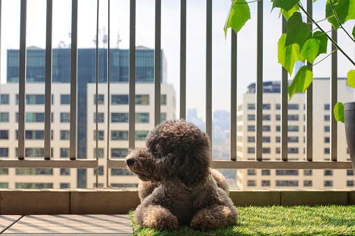 An adorable black poodle dog relaxing and enjoy morning sun light at balcony by himself. Photo has space for text.