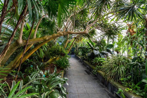 istock Beautiful garden in a greenhouse 1013058956