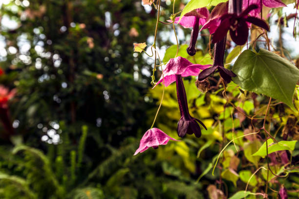 Pink Bougainvillea flower