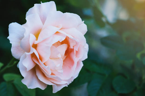 istock Pink fresh rose in sunny day. Toned 1013059312
