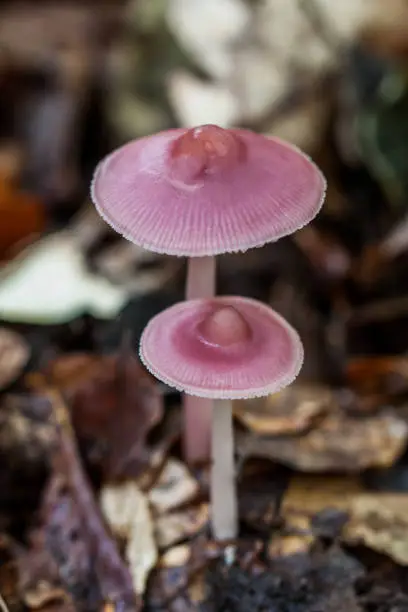 I found in the forest of Buggenhout this couple pink mushrooms. It seems that mother mushroom protects her child. That's why I gave this photo the title "mother and child".