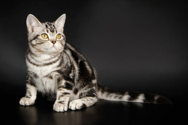 istock American shorthair cat 1013064330