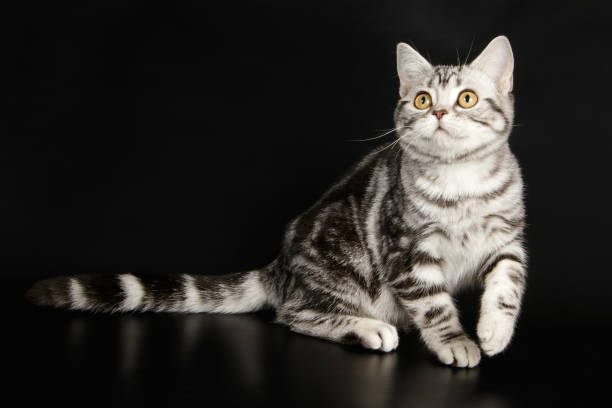 istock American shorthair cat 1013064354