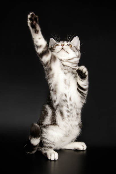 istock American shorthair cat 1013064356