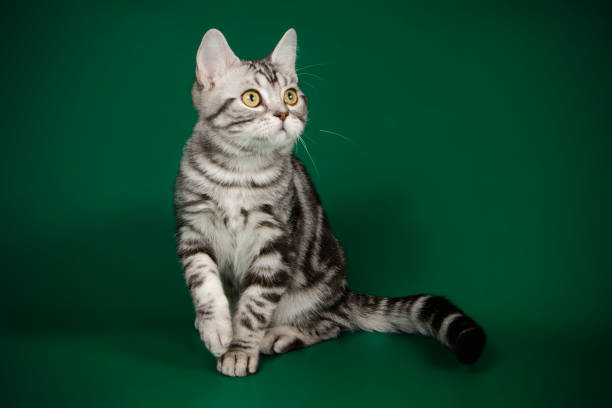 istock American shorthair cat 1013064386