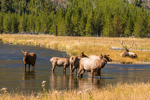 Male elk during rutting season in Yellowstone National park