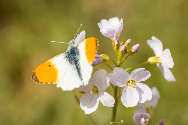 Orange Tip butterfly small butterfly, the Orange Tip anthocharis cardamines stock pictures, royalty-free photos & images