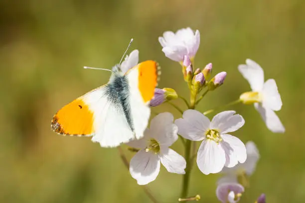 small butterfly, the Orange Tip