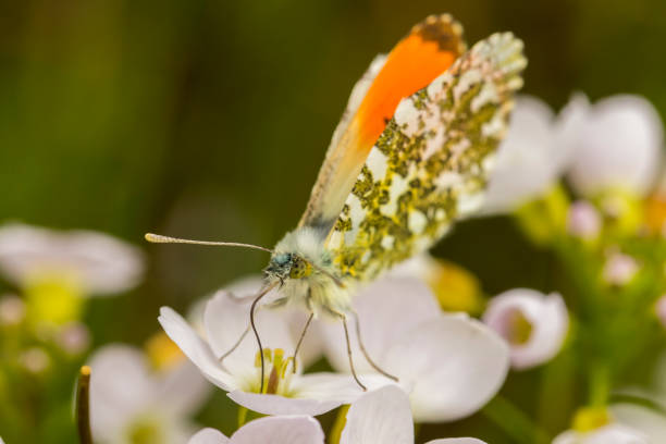 Orange Tip butterfly Anthocharis cardamines butterfly, orange tip, Anthocharis cardamines anthocharis cardamines stock pictures, royalty-free photos & images