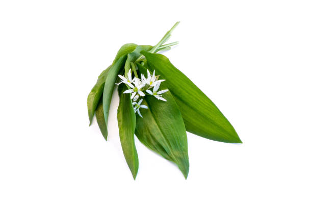 istock Green wild garlic leaves with white blossom isolated over white background 1013073736