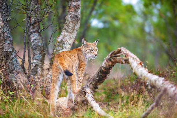 istock One eurasian lynx walking in forest at summer 1013076750